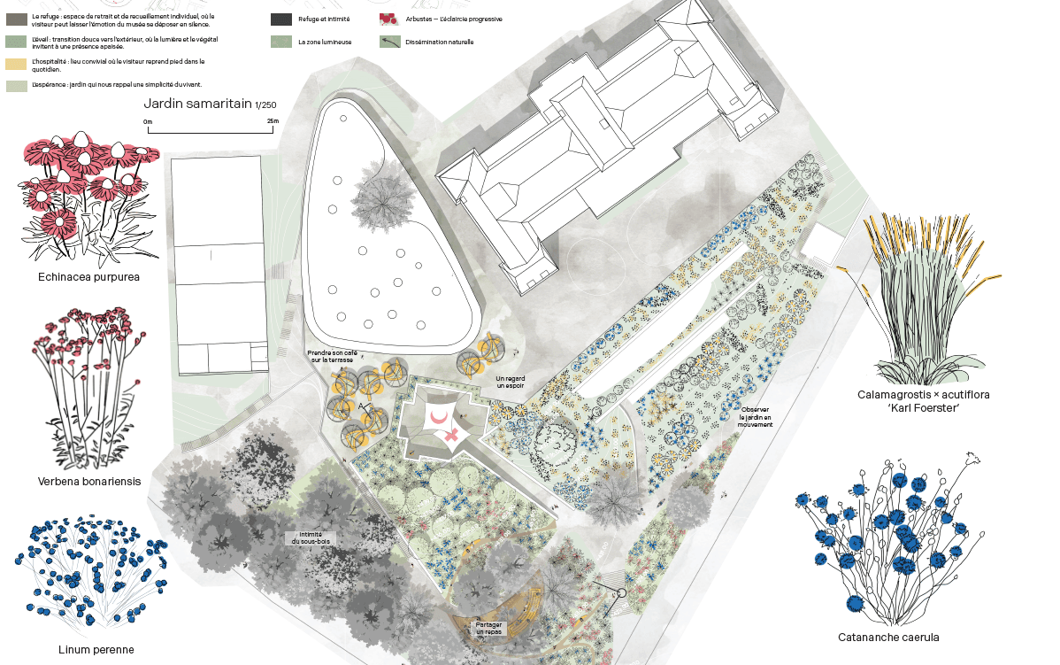 Plan d'aménagement d'un espace extérieur présentant l'organisation des plantations, des cheminements et des espaces ouverts, complété par des illustrations colorées des principales plantes et fleurs choisies pour le projet.
